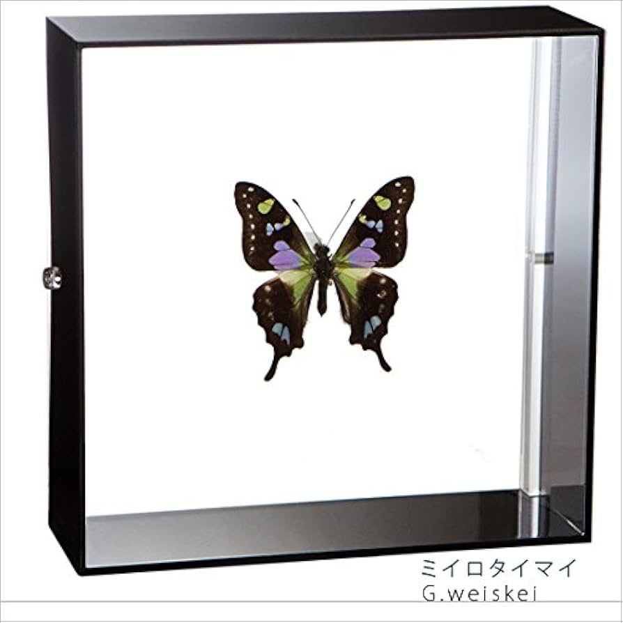 Amazon.co.jp: 蝶の標本 ミイロタイマイ G.weiskei アゲハチョウ